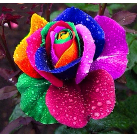 200 Pcs Rose Seeds For Garden